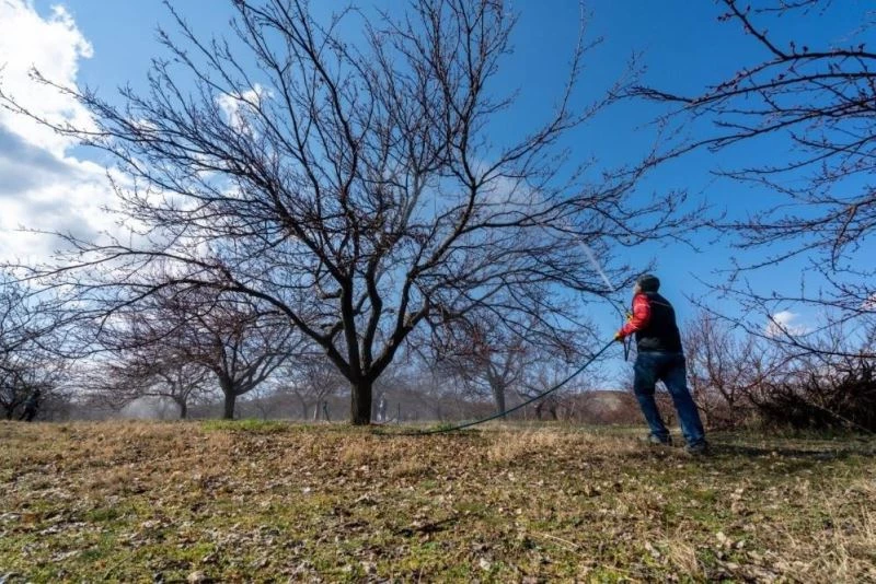 Kayısıda monilya hastalığı uyarısı

