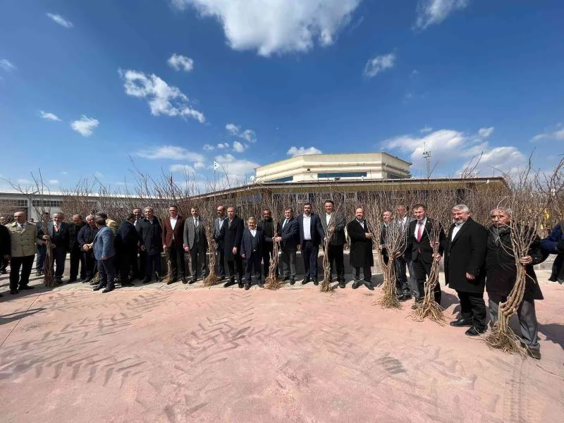 Çorum’da süne ile mücadele çerçevesinde 7 bin 300 dut fidanı dağıtıldı
