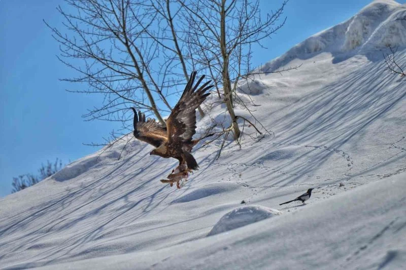 Av ve avcı aynı karede
