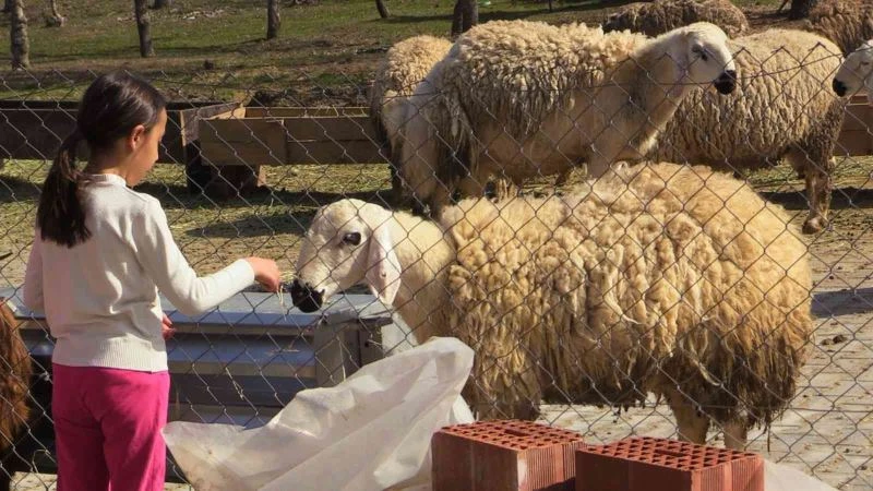 Çorum Belediyesi hayvanat bahçesinin kapılarını öğrencilere açtı
