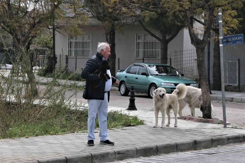 Mahra’nın ölümüne sebep olan köpekler mahallede korku salmaya devam ediyor

