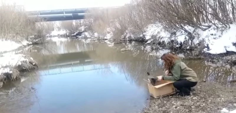 Kars’ta Sakarmeke’nin tedavisi tamamlandı
