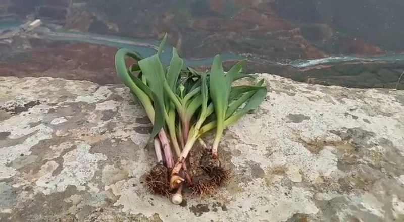 Ölümün kıyısında şifa arıyorlar
