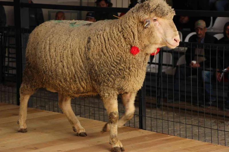 Merinos ırkı koç 12 bin 500 liradan satıldı
