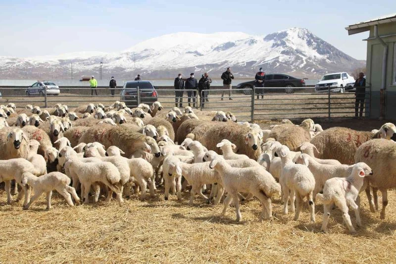 Yüzlerce koyun arasında annelerini kokularından tanıdılar
