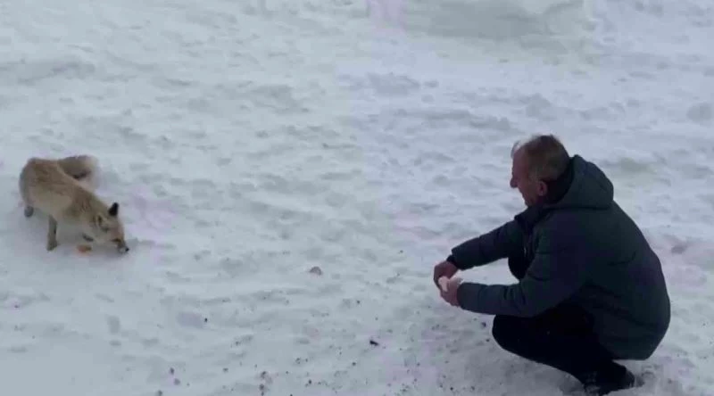 Karla kaplı arazide aç kalan tilkileri elleriyle beslediler
