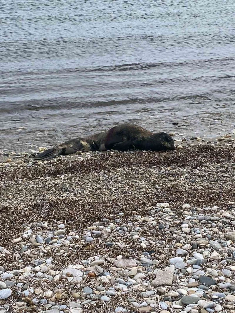 Yaralı Akdeniz Fok’u kurtarılamadı
