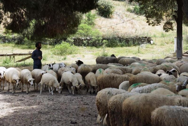 Köşk’te koyun ve keçi desteklemeleri askıya çıktı
