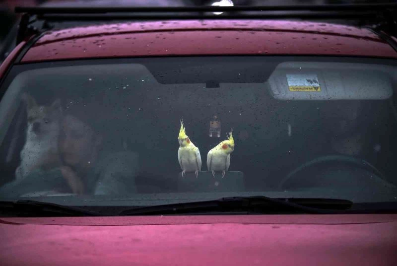 Ukraynalı Maria tüm hayvanlarını da alarak ülkesinden ayrıldı
