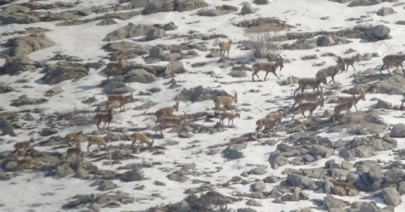 Yaban keçisi sürüsü ile kurtlar aynı karede
