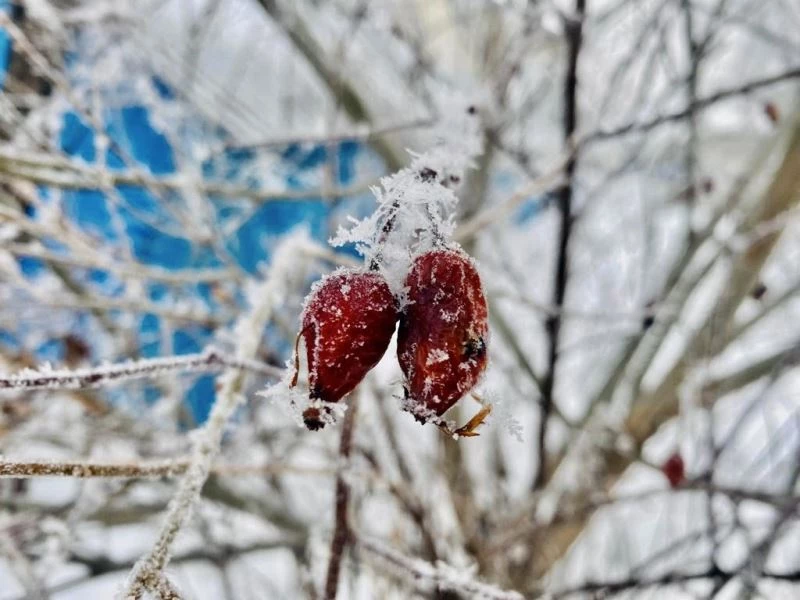 Ağrı’da ilkbaharda da soğuklar etkisini sürdürüyor
