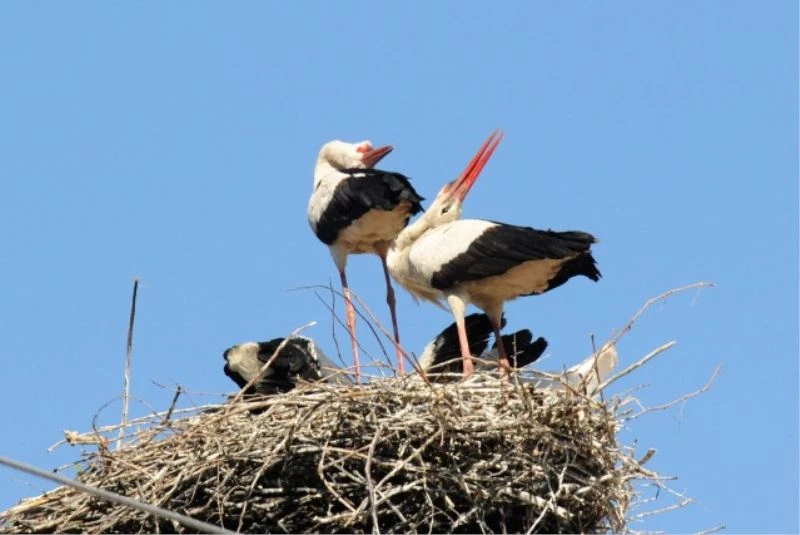 Baharın müjdecisi leylekler Kargı’ya gelmeye başladı
