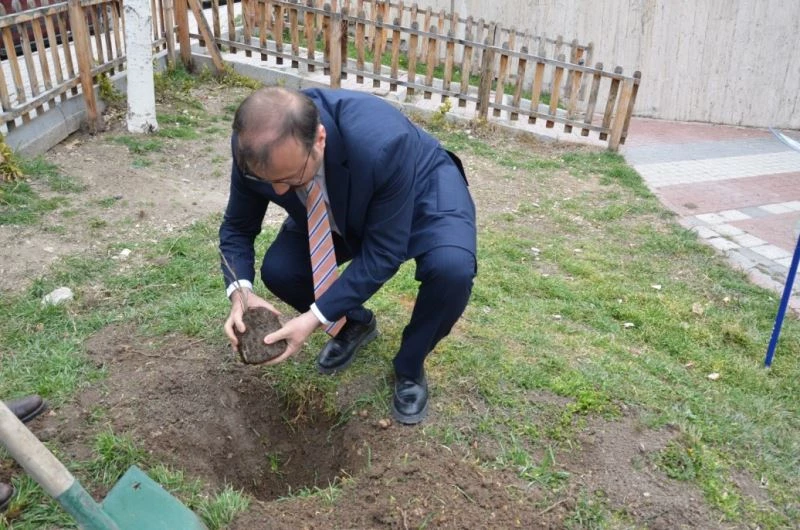 Asırlık İnkaya Çınarı fidan ve tohumları Emet’te toprakla buluştu
