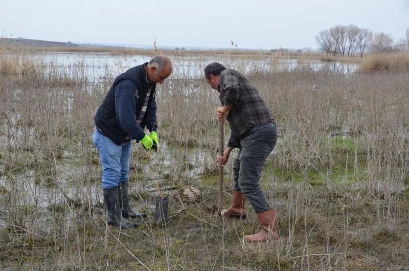 Balıkdamı’nda kuluçkaya yatan kuşlar için söğüt fidanı dikildi
