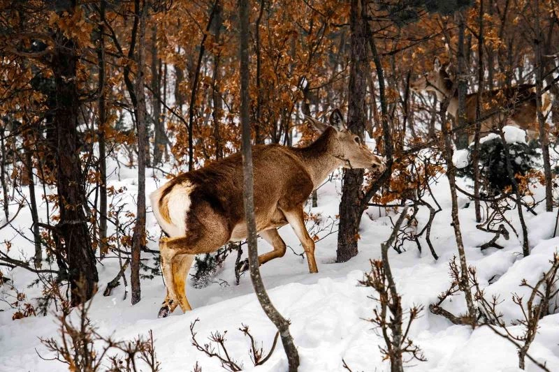 Kızıl geyikler havadan görüntülendi
