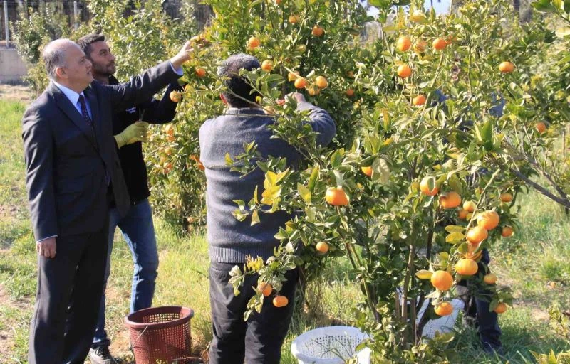 Turunçgilde sezonu uzatacak mandalina çeşidi geliştirildi, hasat başladı
