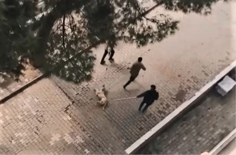 Ahmetli Belediyesi personelinden sokak köpeğine işkence
