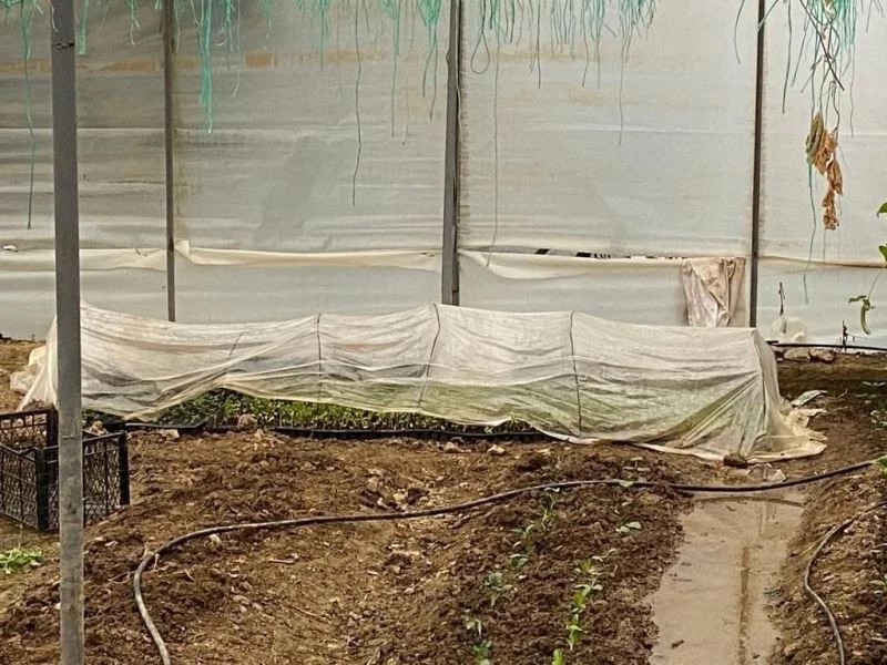 Sera içerisinde 243 kök kenevir bulundu
