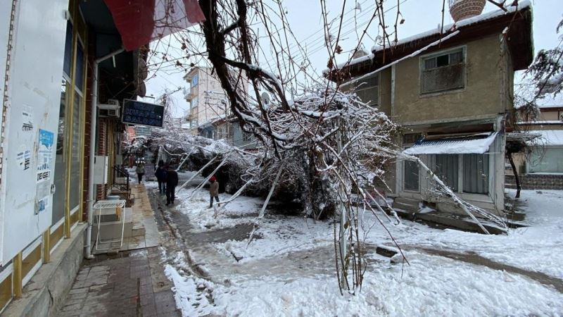  Kar nedeniyle direkleri çöken asma ağacını kökünden kestiler
