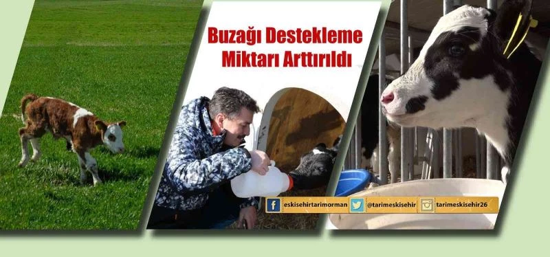Buzağı destekleme miktarı arttırıldı
