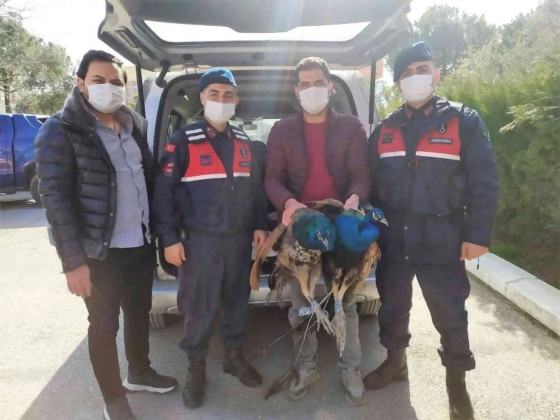 Şaka gibi hırsızlık şebekesi
