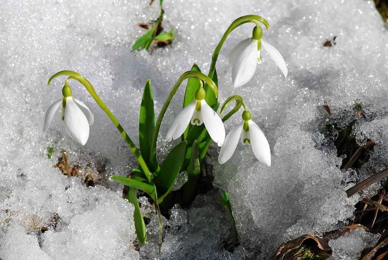 Kahramanmaraş’ta karlar erirken, çiğdemler kardelenler, düğün gelin çiçekleri doğayı süslemeye başladı
