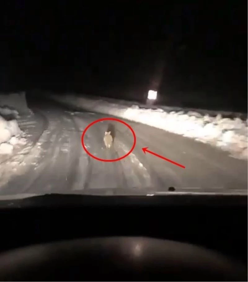 Taksicinin yoldan çıkmayan tilki takibi gülümsetti
