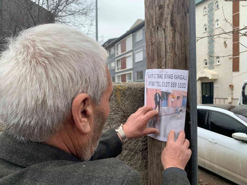  Kaybettiği köpeklerini bulmak için sokak sokak dolaşıyor
