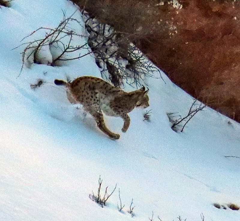 Ormandaki hayalet olarak bilinen vaşakların 3’ünü aynı yerde fotoğraflamayı başardı
