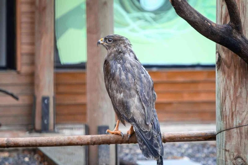 Engelli kuşlar Ormanya’nın misafiri
