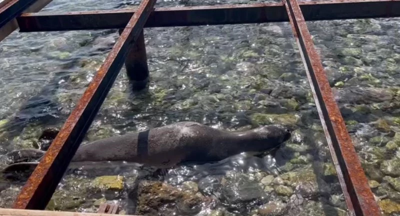 Kameralara adeta poz verdi
