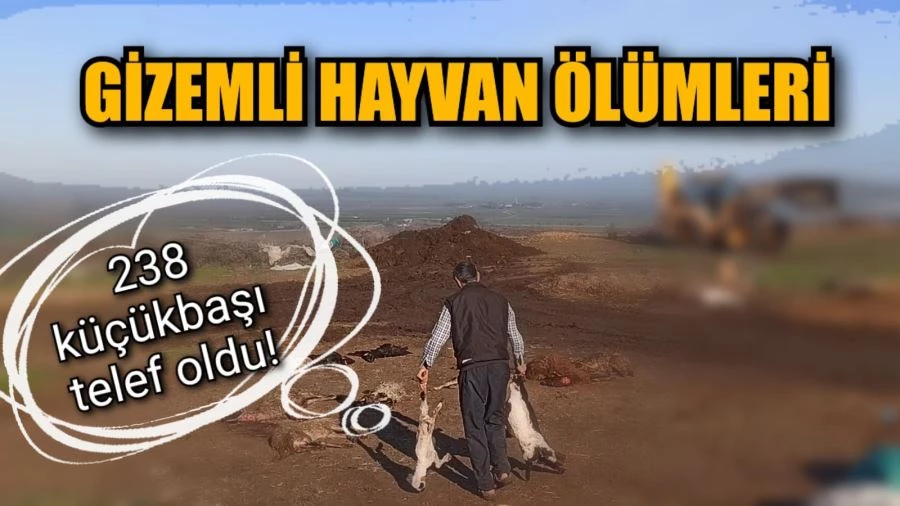 Toprakkale’de gizemli hayvan ölümleri : bir besiciye ait 238 küçükbaş telef oldu