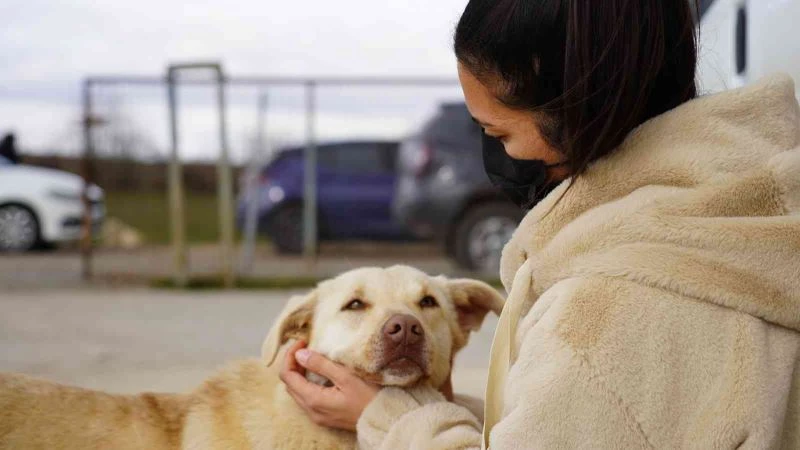 Sadakatin böylesi: Tedavi olduğu barınağa geri döndü
