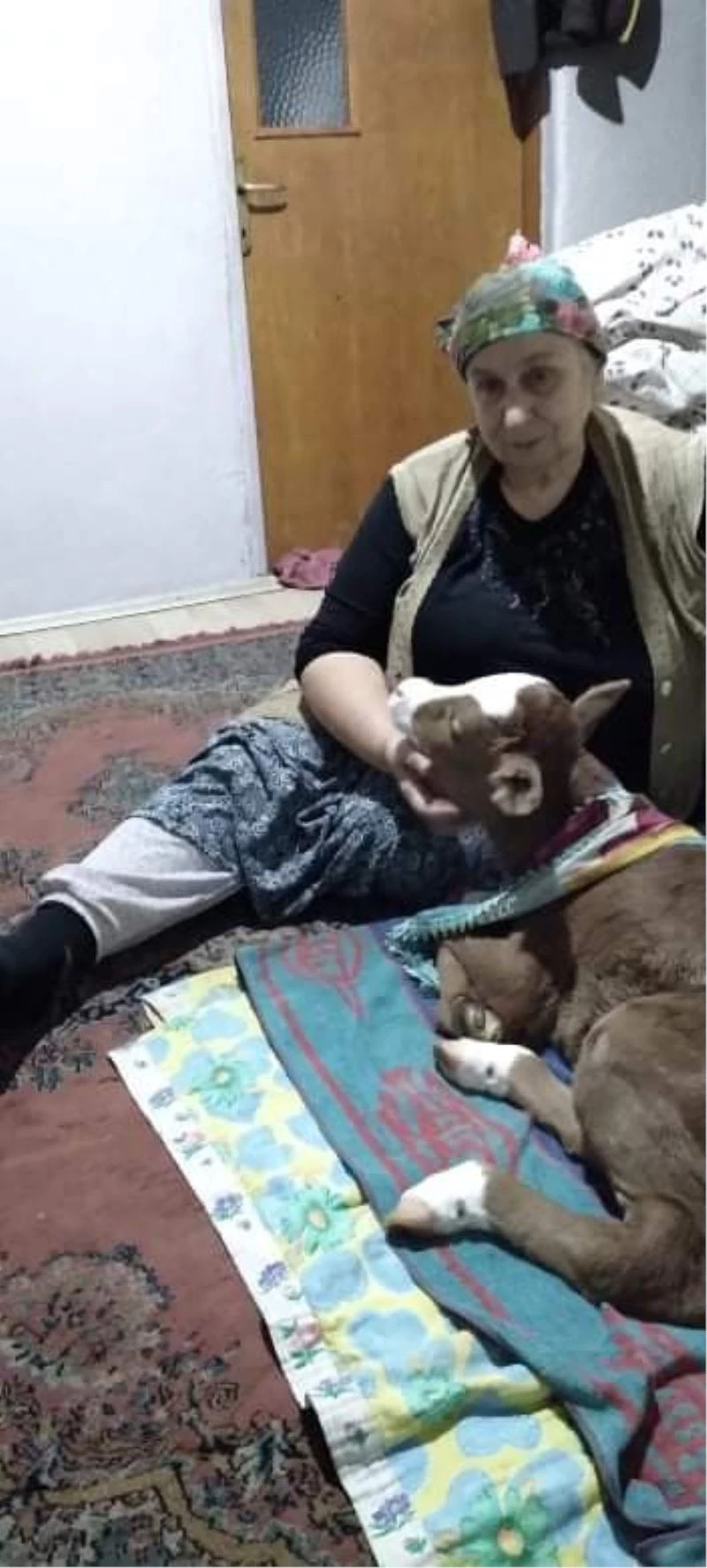 Erken doğan buzağıya evlerinde bebek gibi bakıyorlar
