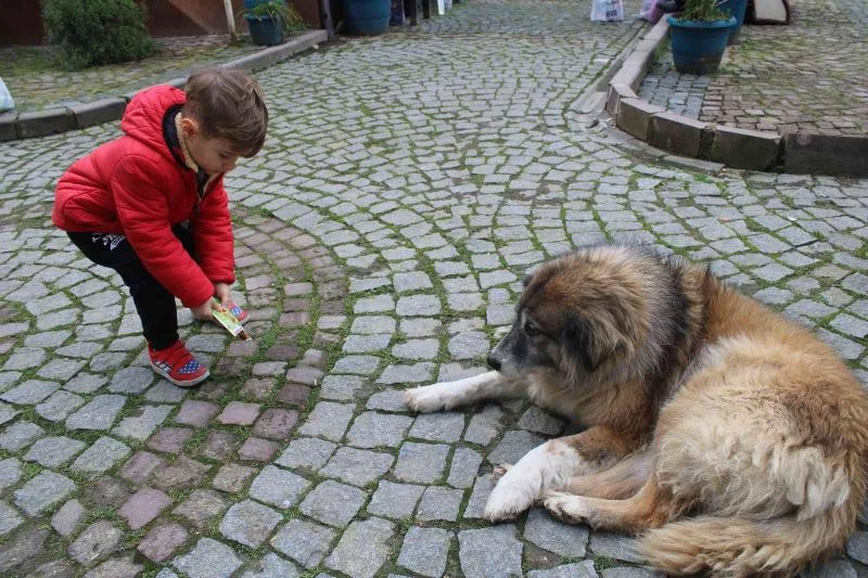 Minik Ömer, her market alışverişinde sokak hayvanlarını unutmuyor
