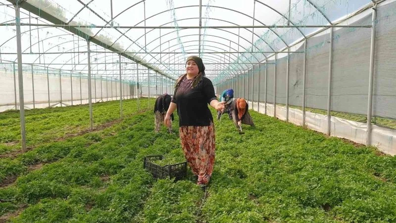 Amasyalı kadınlardan 8 Mart Dünya Kadınlar Günü’ne özel klip
