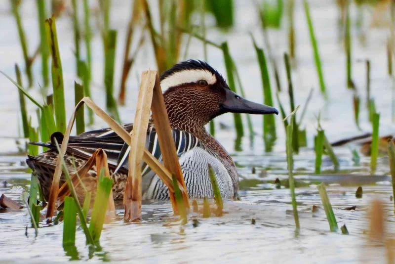 Bu yılın ilk ördeği Hersek Lagününde
