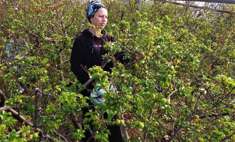 Kilosu 600 TL... Turfanda örtü altı “can erik” hasadı başladı
