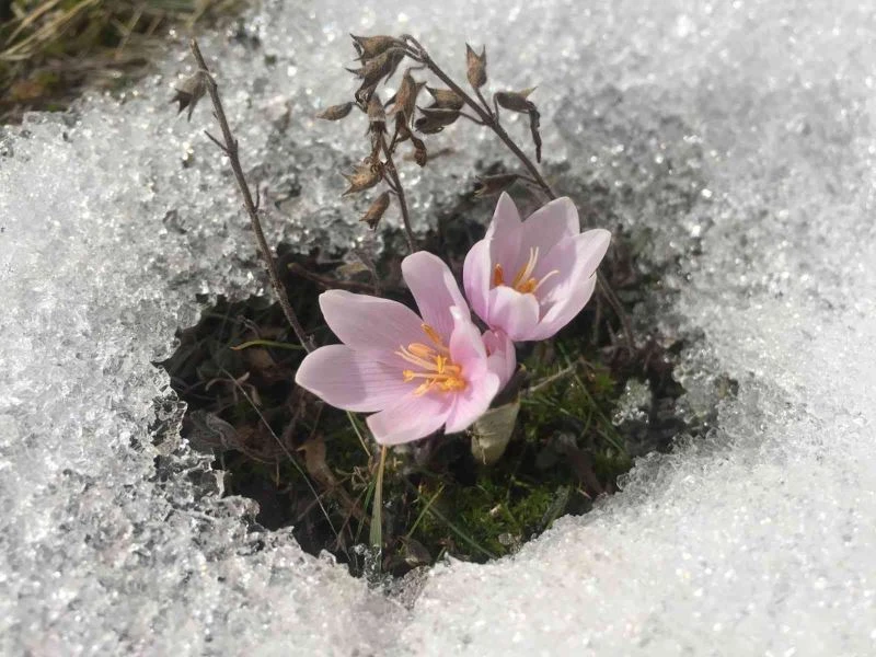 Olur’un köylerinde baharın habercisi çiçekler açtı
