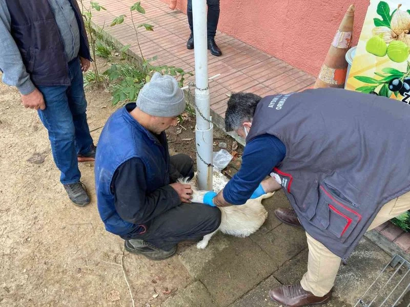 Karacasu İlçe Tarım’dan kimliklendirme uyarısı
