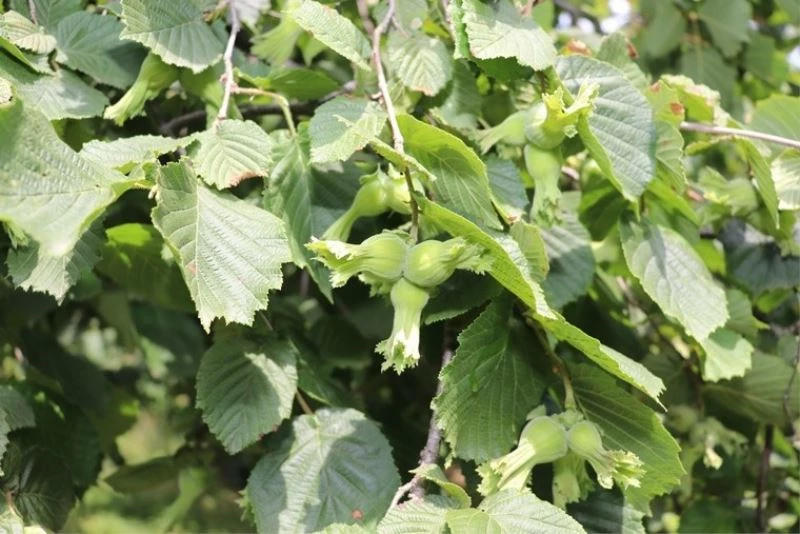 Samsun’da fındık üreticisine 84 milyon TL destek
