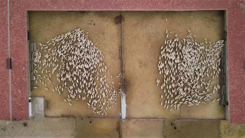 5 bin kuzu anneleriyle böyle buluştu
