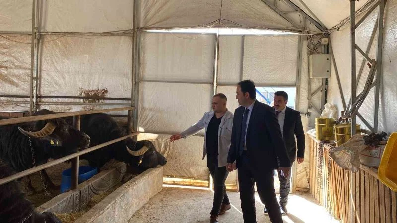 Kaymakam Bolat: “Bolvadin ülkemizde manda varlığında ilk sıralarda yer alıyor”
