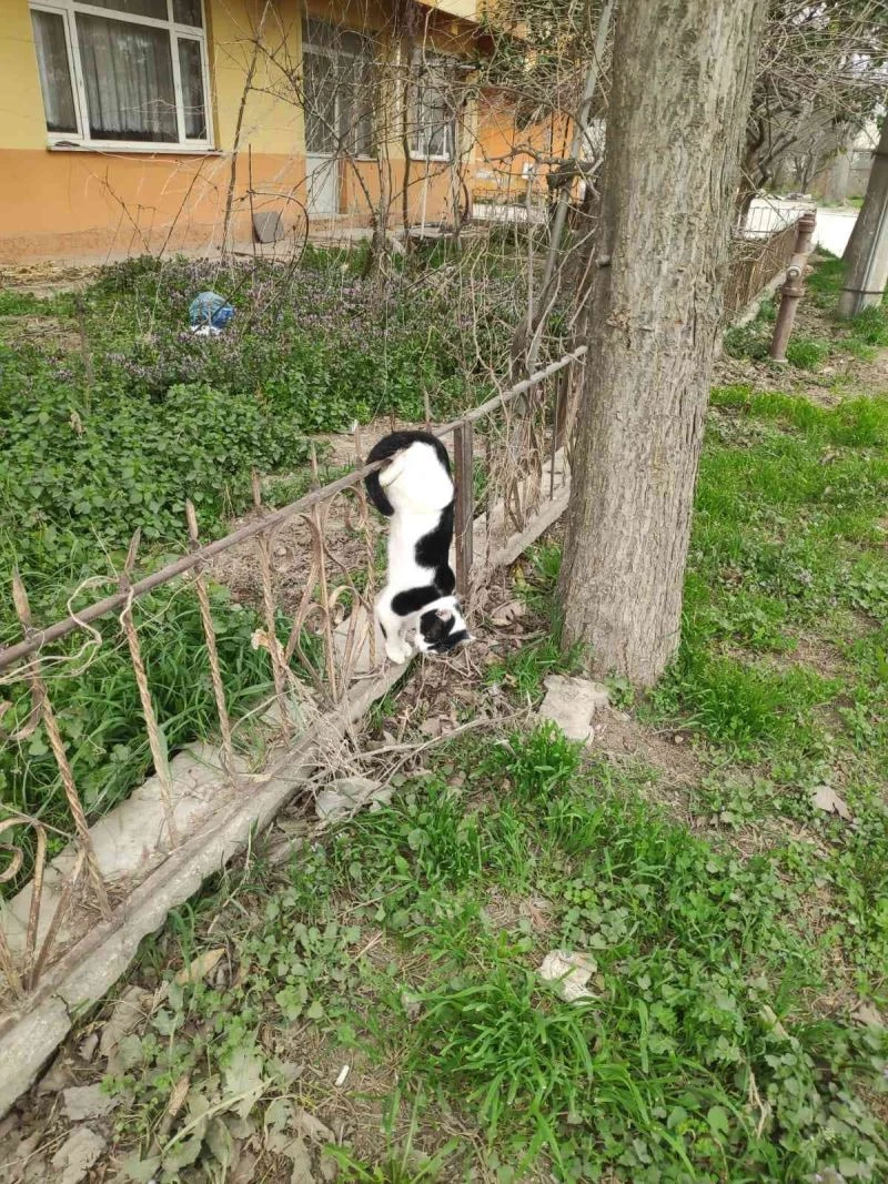 Bursa’da bahçe demirlerine saplanan kedi kurtarıldı
