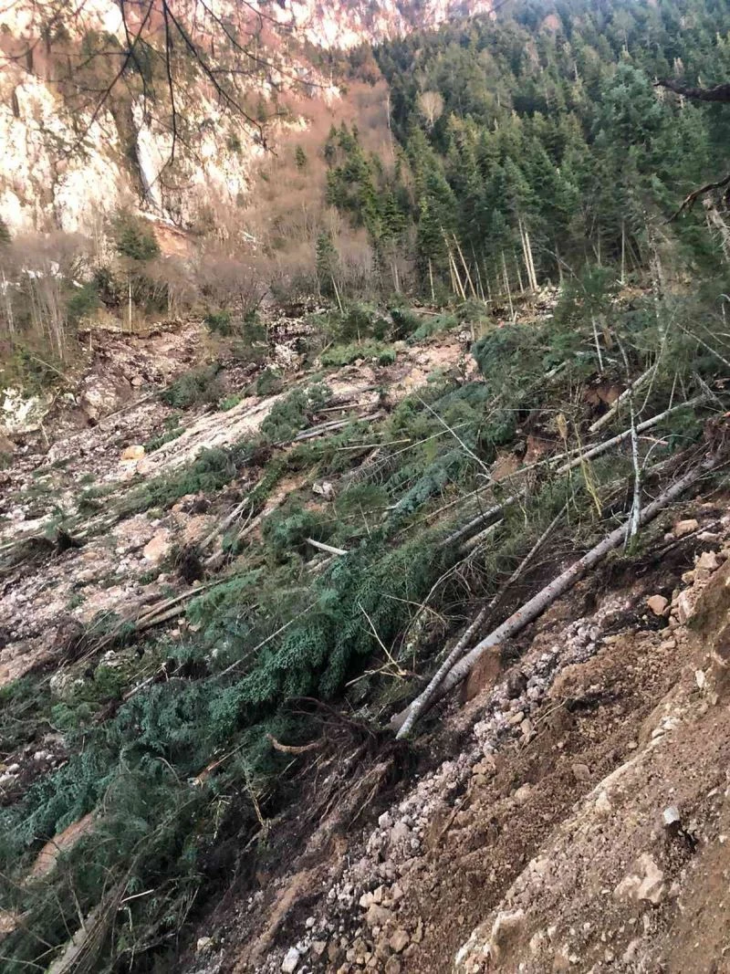 Heyelanda ağaçlar devrildi
