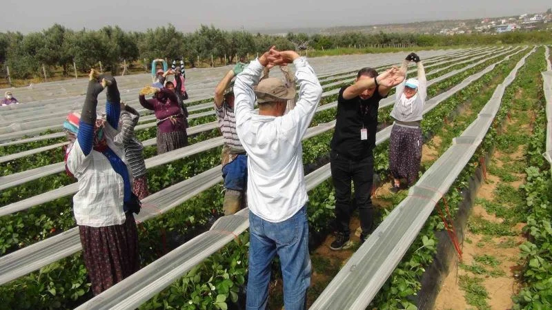 Fizyoterapist eşliğinde çilek hasadı
