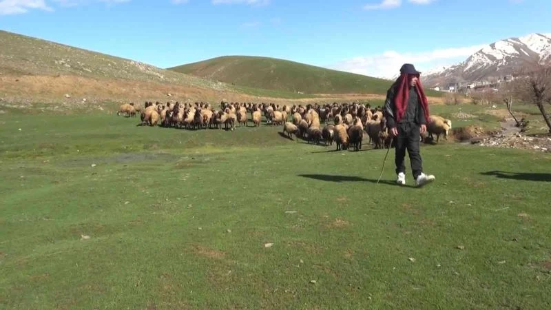 Kışı atlatan besicileri yüksek maliyetli çoban telaşı sardı
