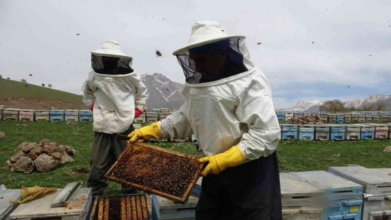 Derecik’te arı yetiştiricilerinin bal mesaisi başladı
