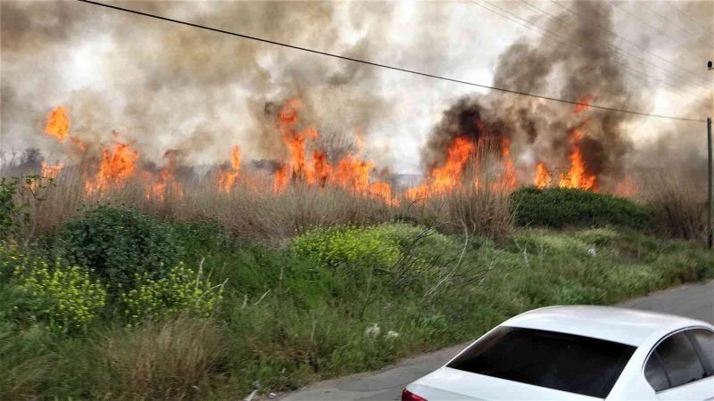 Sazlık alan yandı, vatandaş yanan kirpi için seferber oldu
