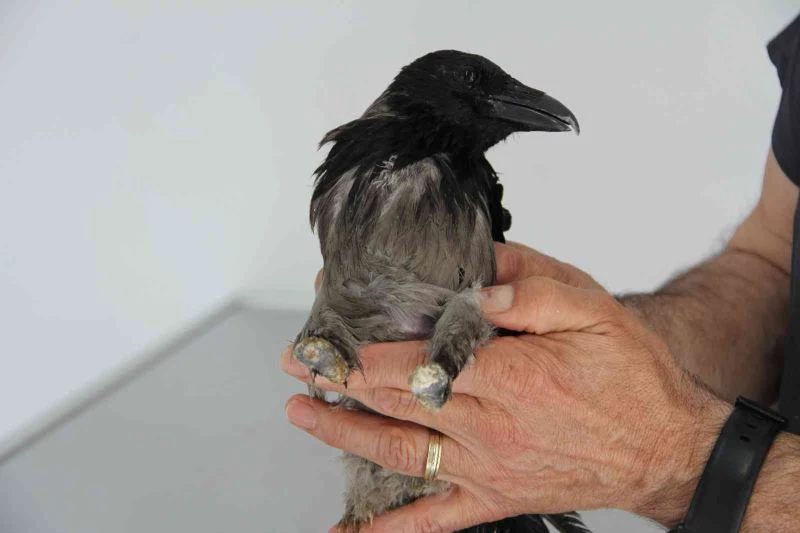 Yaralandı, işkence gördü, uçarak hayvan hastanesine geldi
